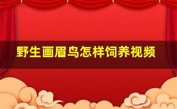 野生画眉鸟怎样饲养视频