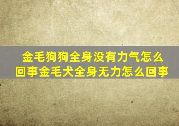 金毛狗狗全身没有力气怎么回事金毛犬全身无力怎么回事