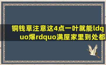 铜钱草注意这4点,一叶就能“爆”满屋,家里到处都是“钱草”了...