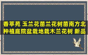 香葶苑 玉兰花苗兰花树苗南方北种植庭院盆栽地栽木兰花树 新品种娇红...