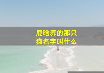 鹿晗养的那只猫名字叫什么