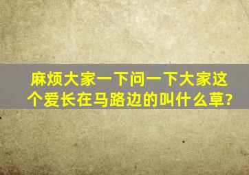 麻烦大家一下,问一下大家这个爱长在马路边的叫什么草?