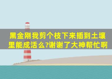 黑金刚我剪个枝下来插到土壤里能成活么?》谢谢了,大神帮忙啊